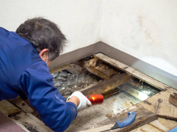 Why You Should Choose Our Mold Remediation Services in Williamsburg, VA